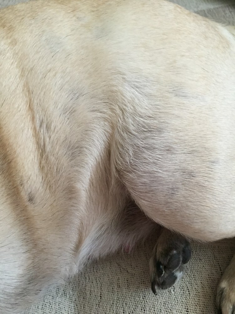 Памперсы для йорков