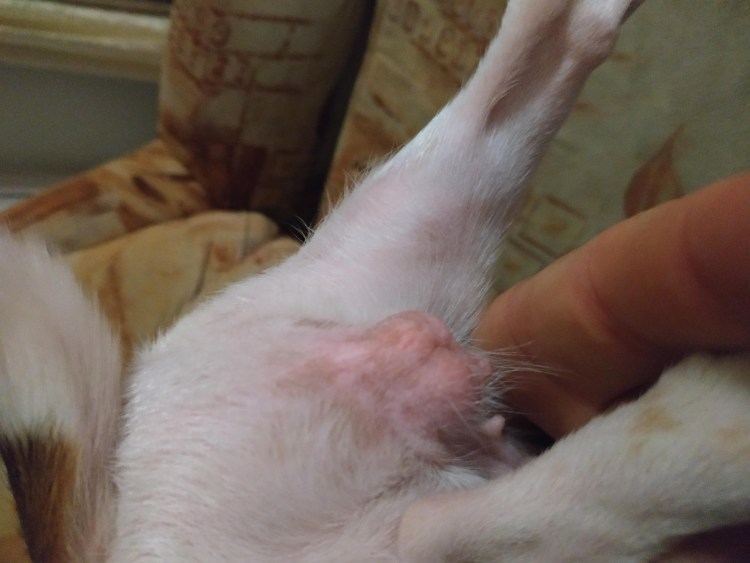 Возбужденный член собаки