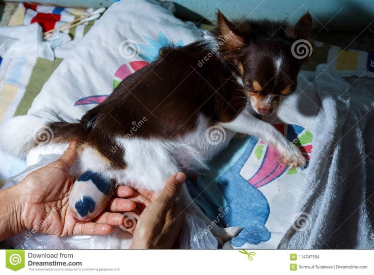 Течка у собак мелких пород