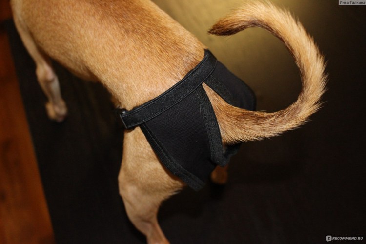 У чихуахуа при возбуждении