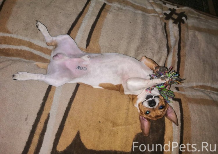 Собака в Нижнем белье