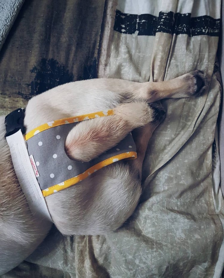 Живот беременной собаки