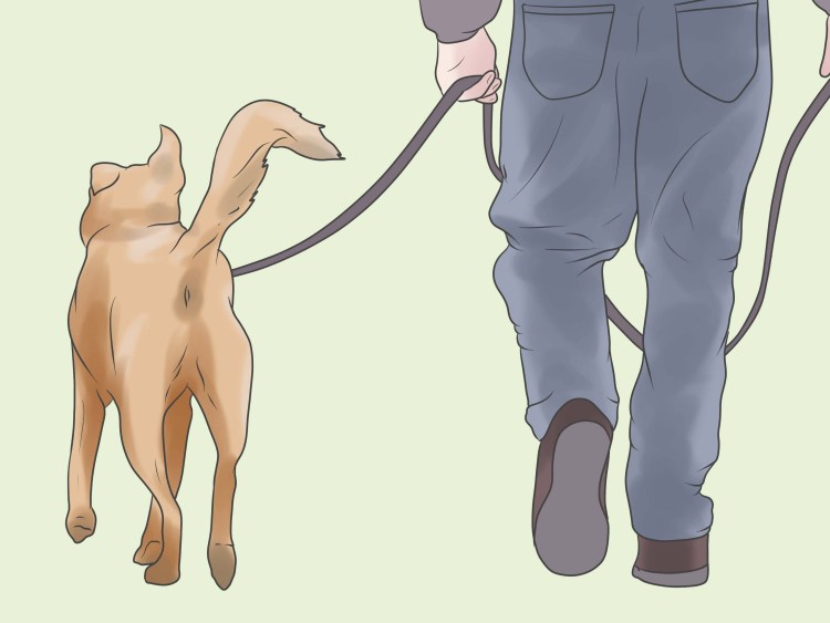 Пупочная грыжа у щенка чихуахуа