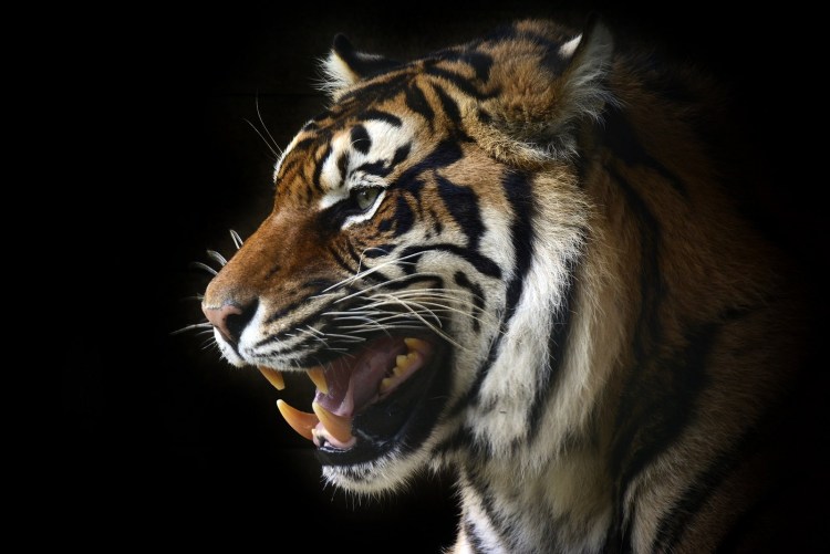 Шерхан Маугли 2016