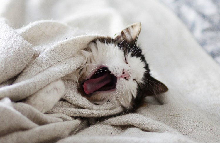 Доброе утро животные