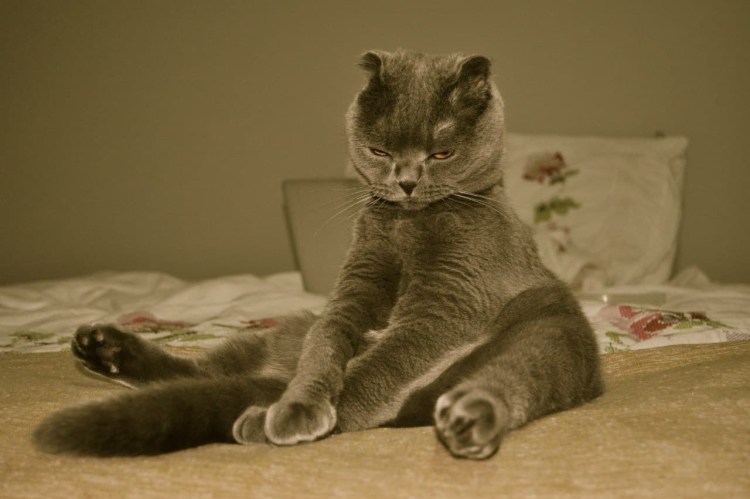 Котенок проснулся