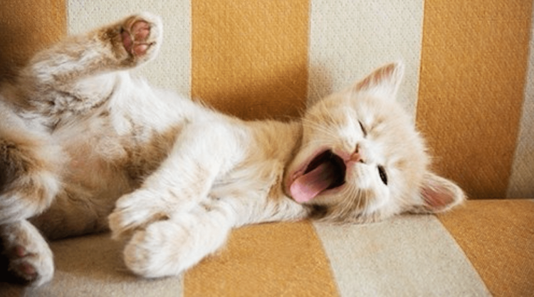 Котенок проснулся