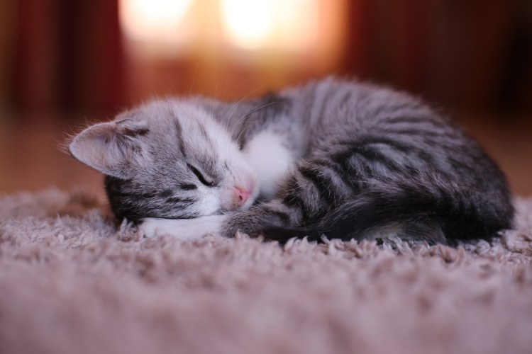 Кот потягивается в кровати