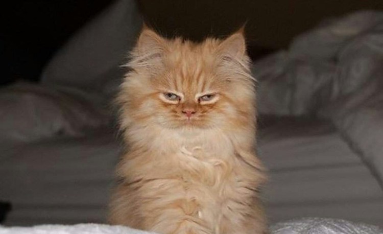 Котик потягивается