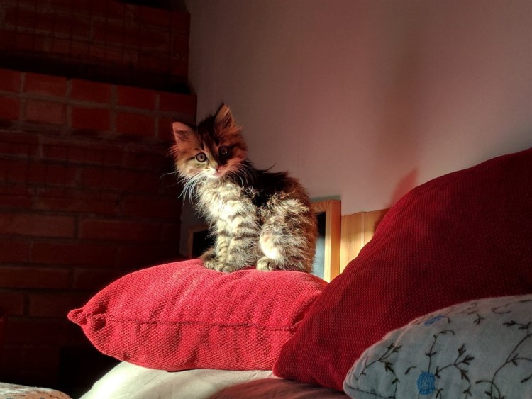 Рыжий кот проснулся