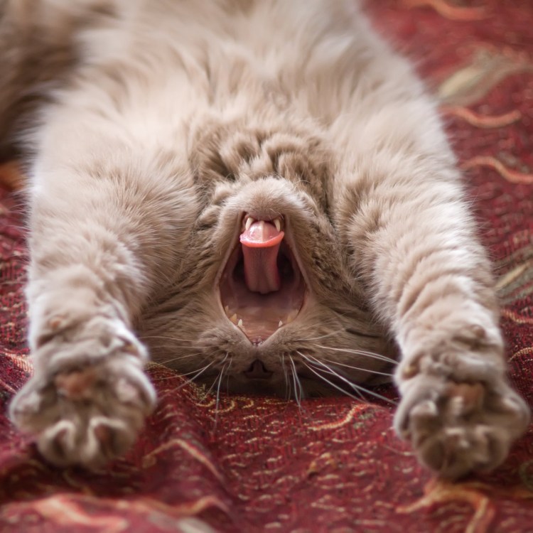 Кот проснулся