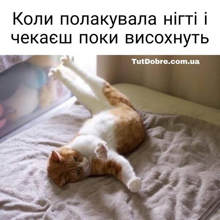 Кошка проснулась