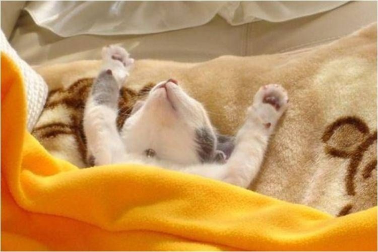 Кот потягивается