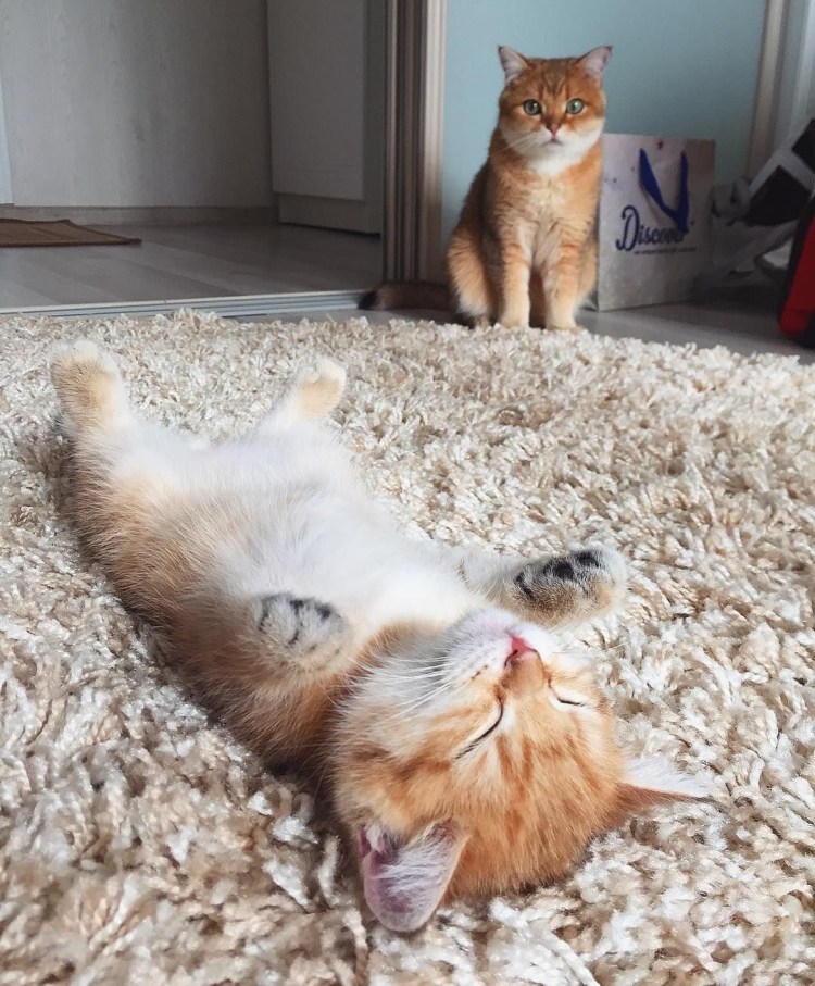 Кошка только проснулась