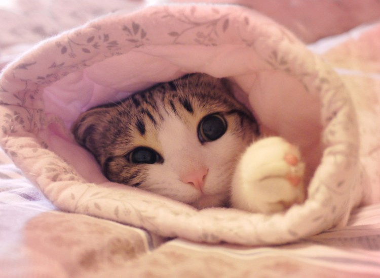 Котик проснулся