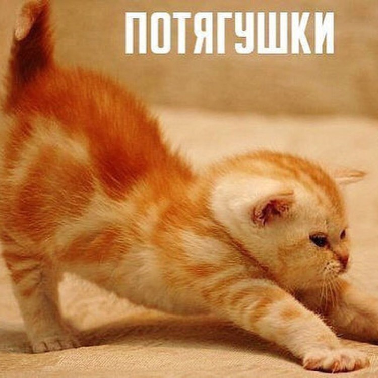 Кот потягивается