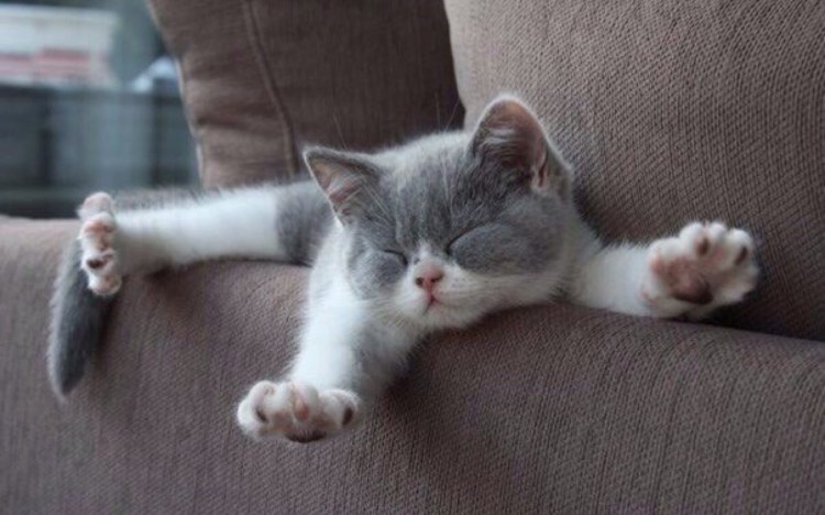 Кошачьи позы для сна