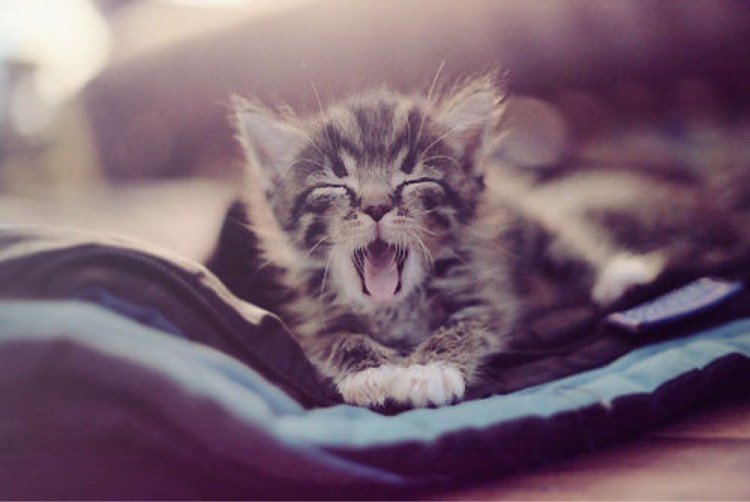 Рыжий кот проснулся