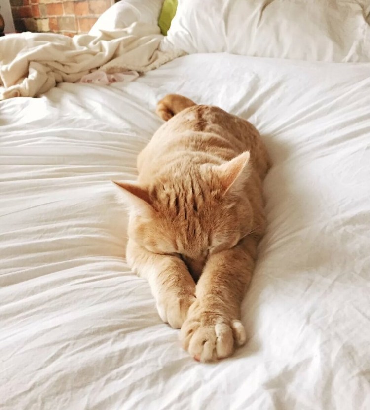 Котенок засыпает