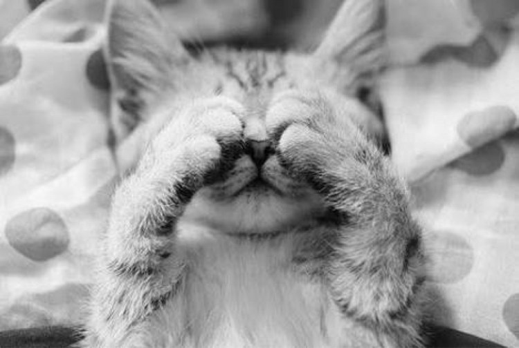 Котенок проснулся