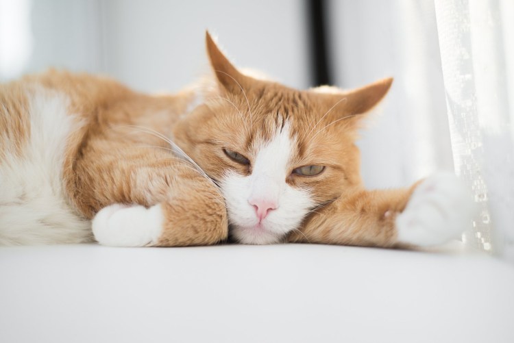 Счастливый кот