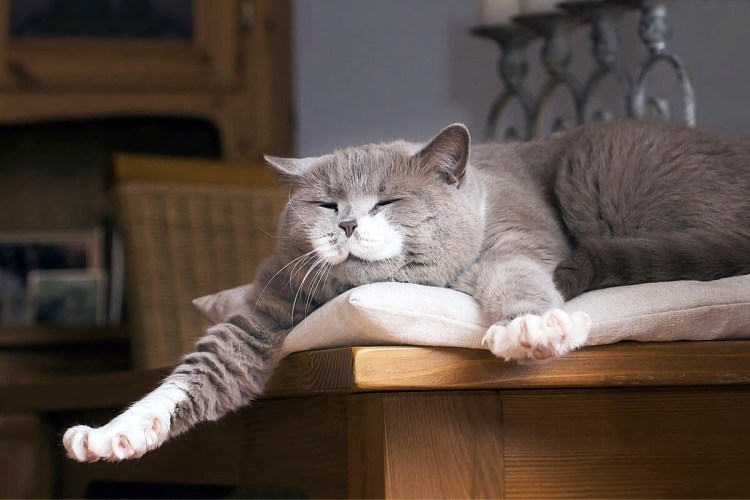 Утренний котик