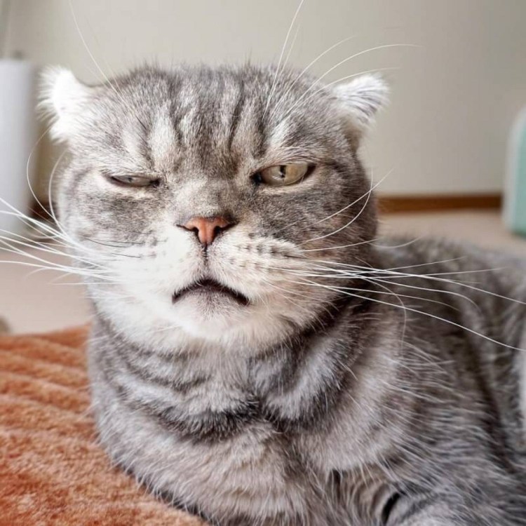 Утренний кот