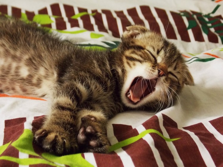 Заспанный кот