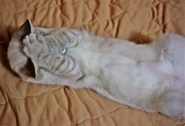 Утренние потягушечки