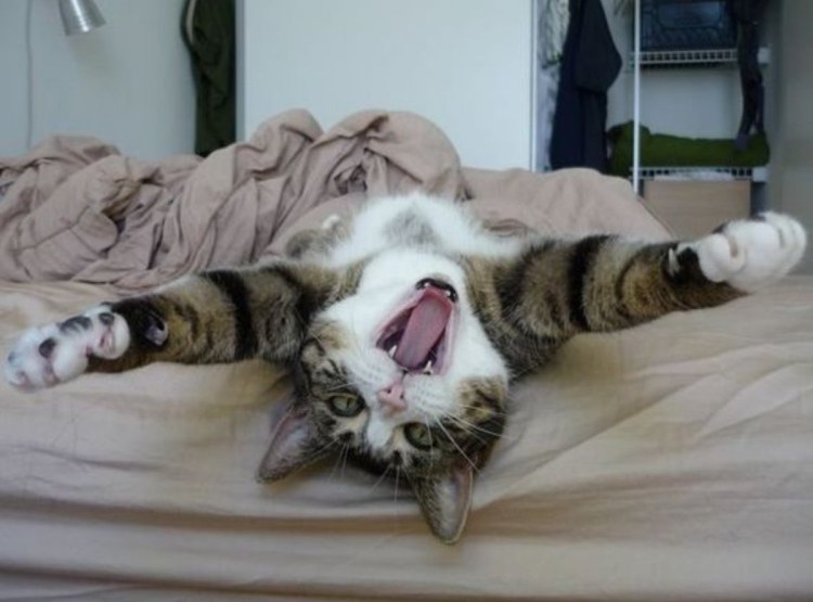 Спящий рыжий котенок