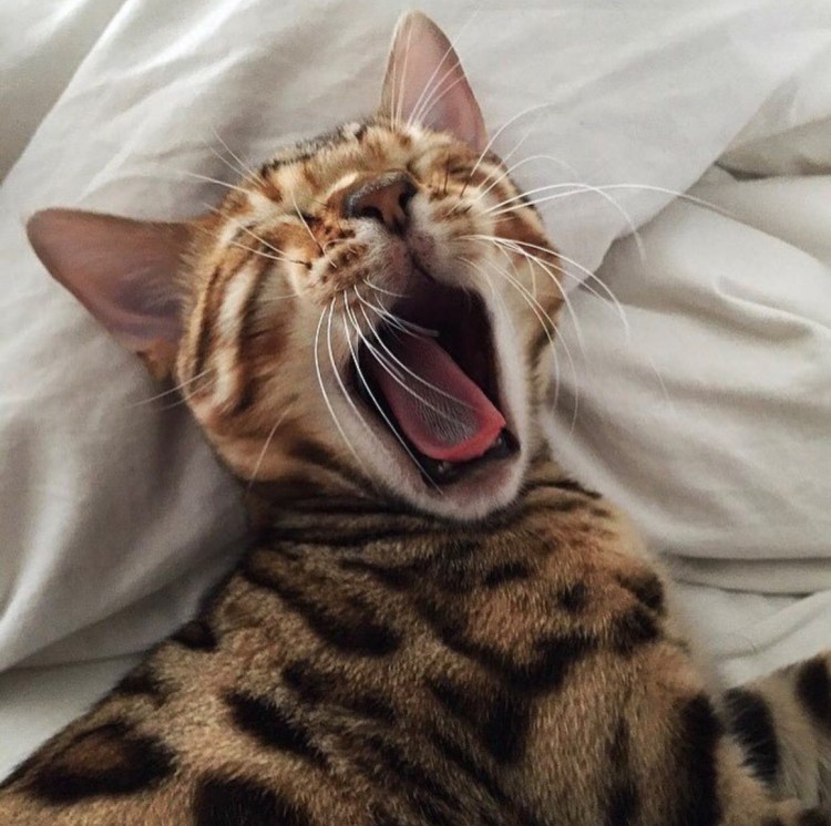 Кот под одеялом