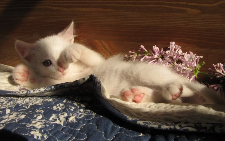 Котенок подтягивается