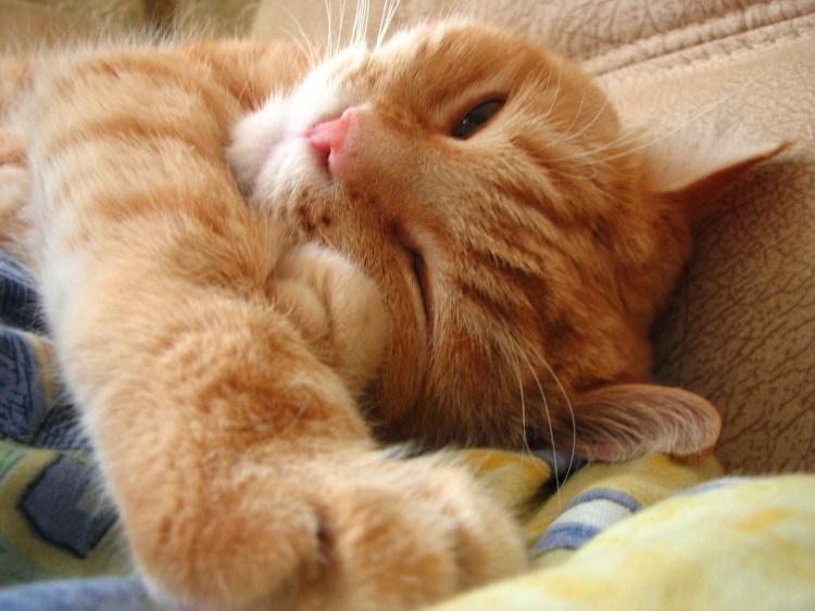 Кот проснулся потянулся