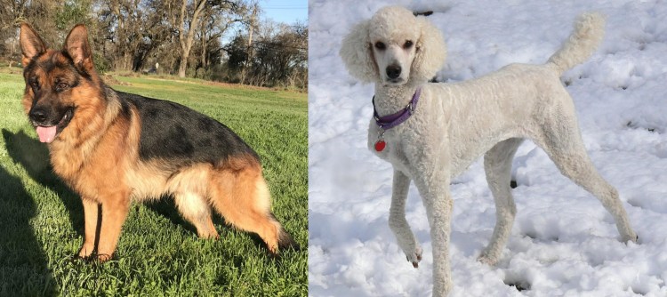 Пудель такса овчарка