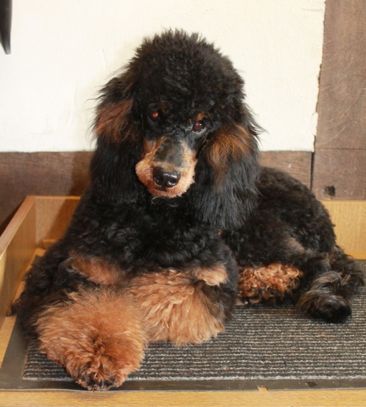 Смесь немецкой овчарки и пуделя