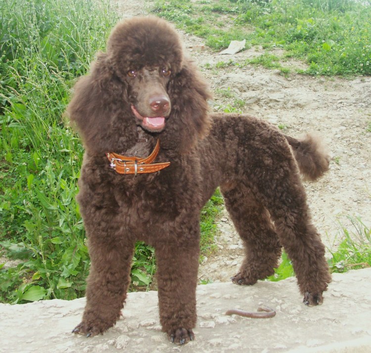 Смесь пудель Королевский