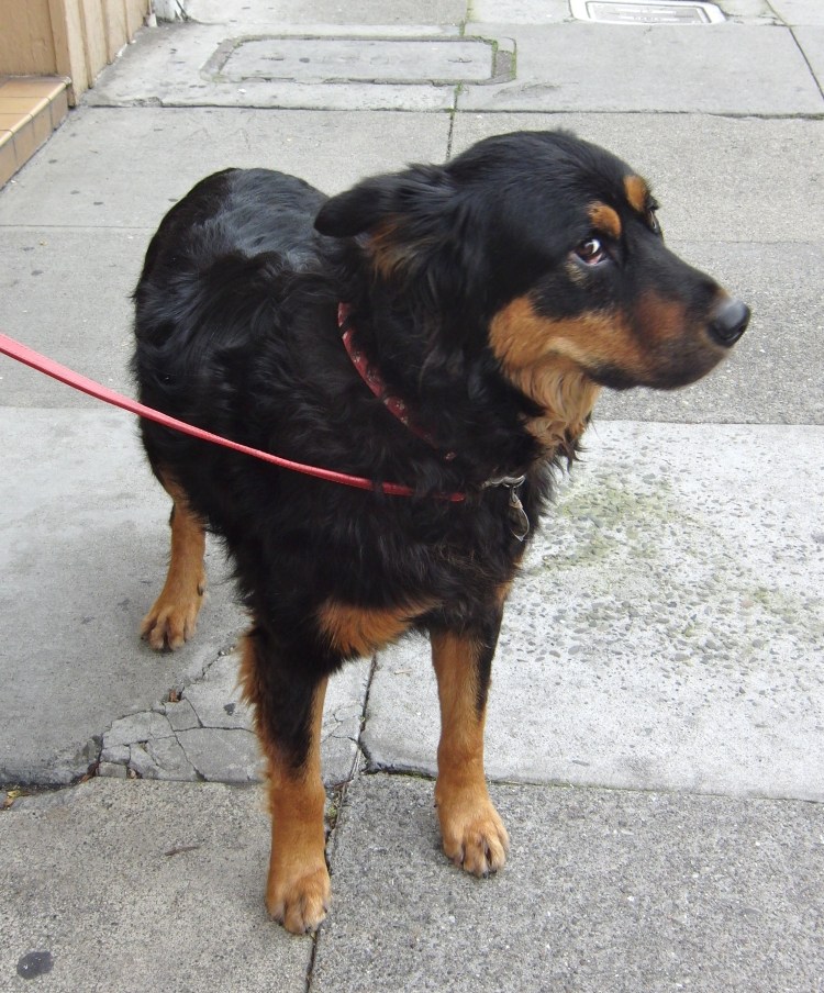 Помесь ротвейлера и немецкой овчарки