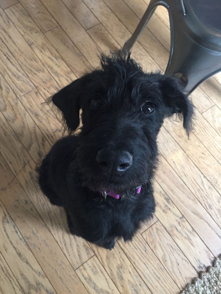 Кто сильнее пудель или же хаски