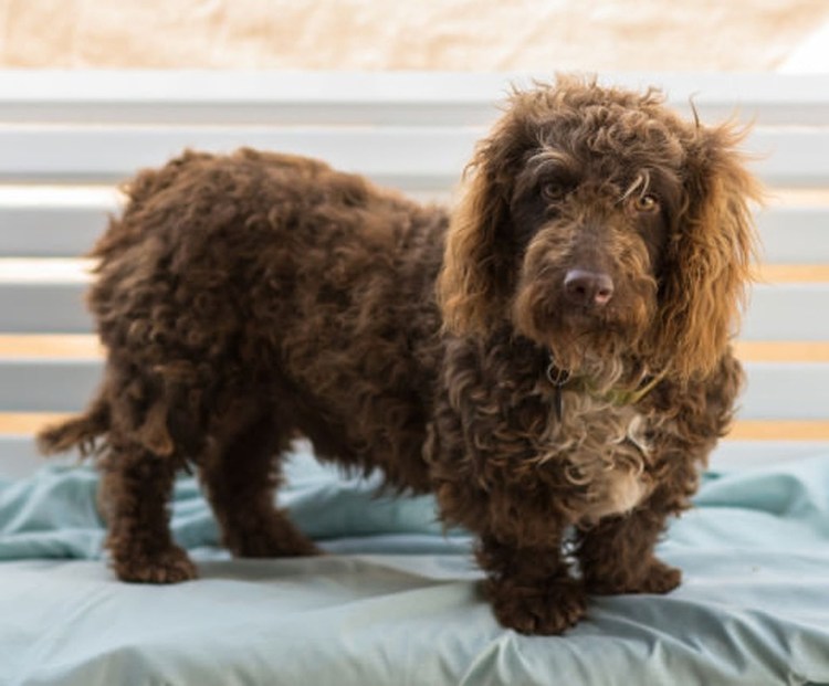 Кокер шнауцер спаниель