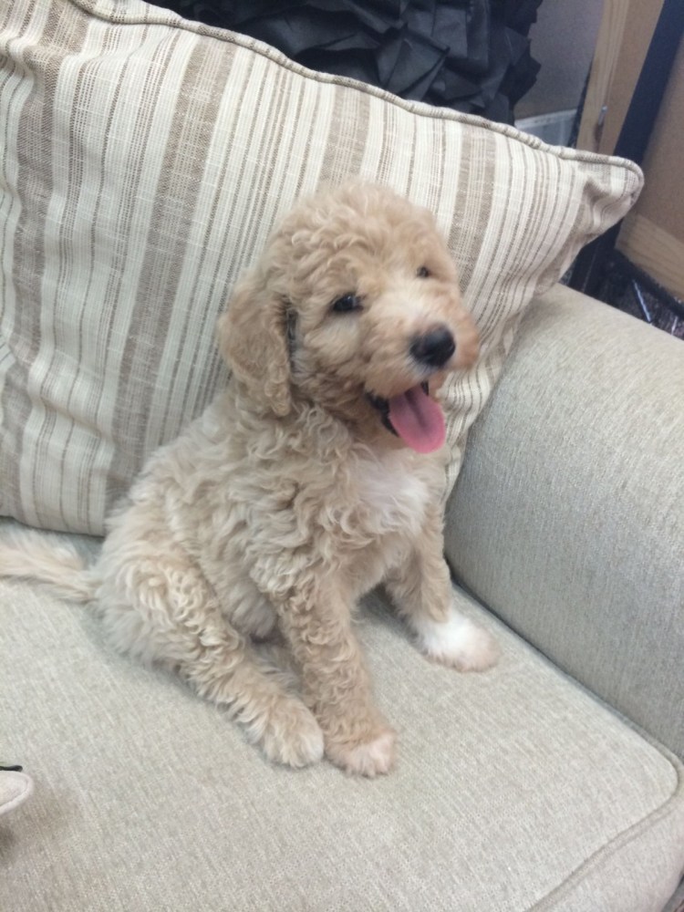 Волкодав смесь волка и собаки