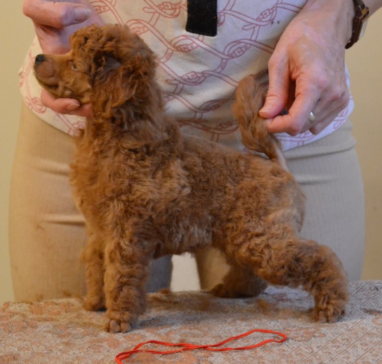 Овчарка такса