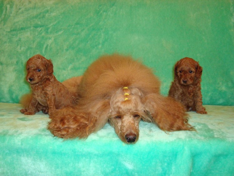 Метис Уиппет бультерьер