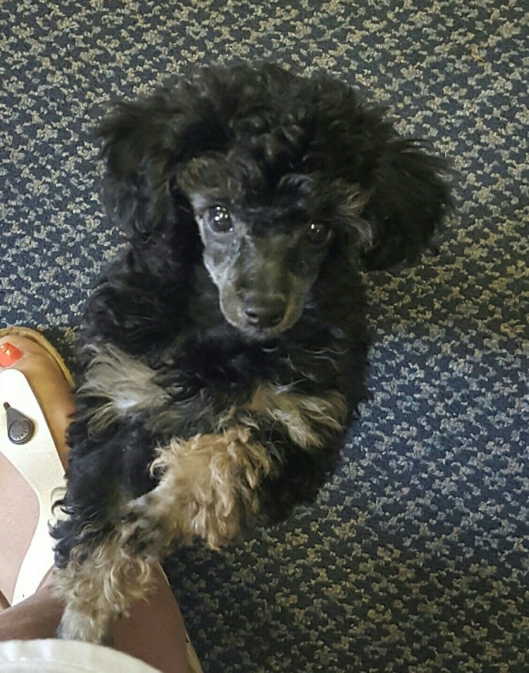 Щенки пуделя малого