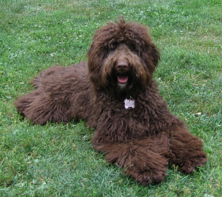 Лабрадудль Доберман