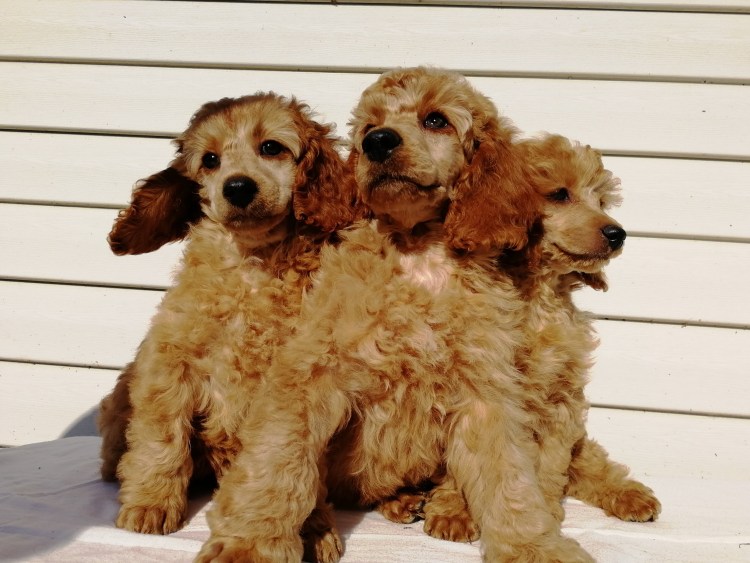 Лабрадудель и пудель