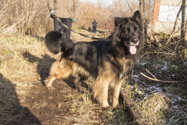 Йоркширский терьер пудель