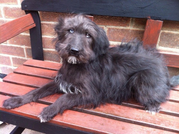 Метис хаски и пуделя