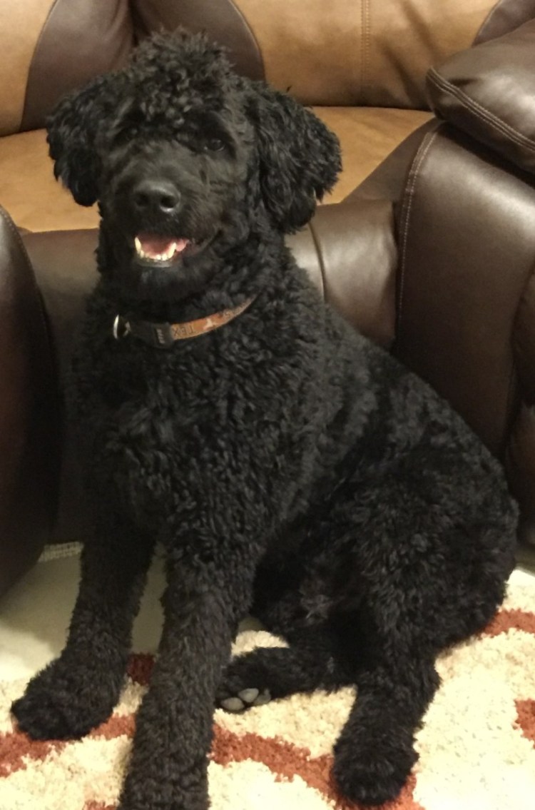 Королевский пудель метис