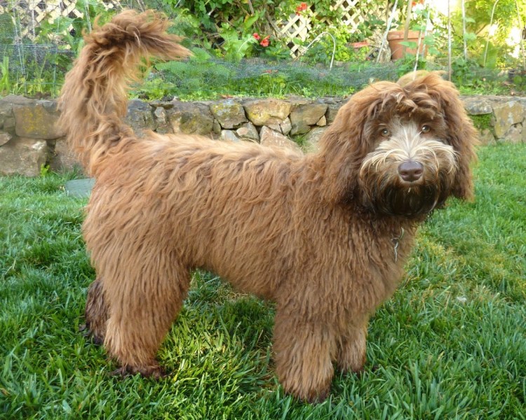 Лабрадудель лысый