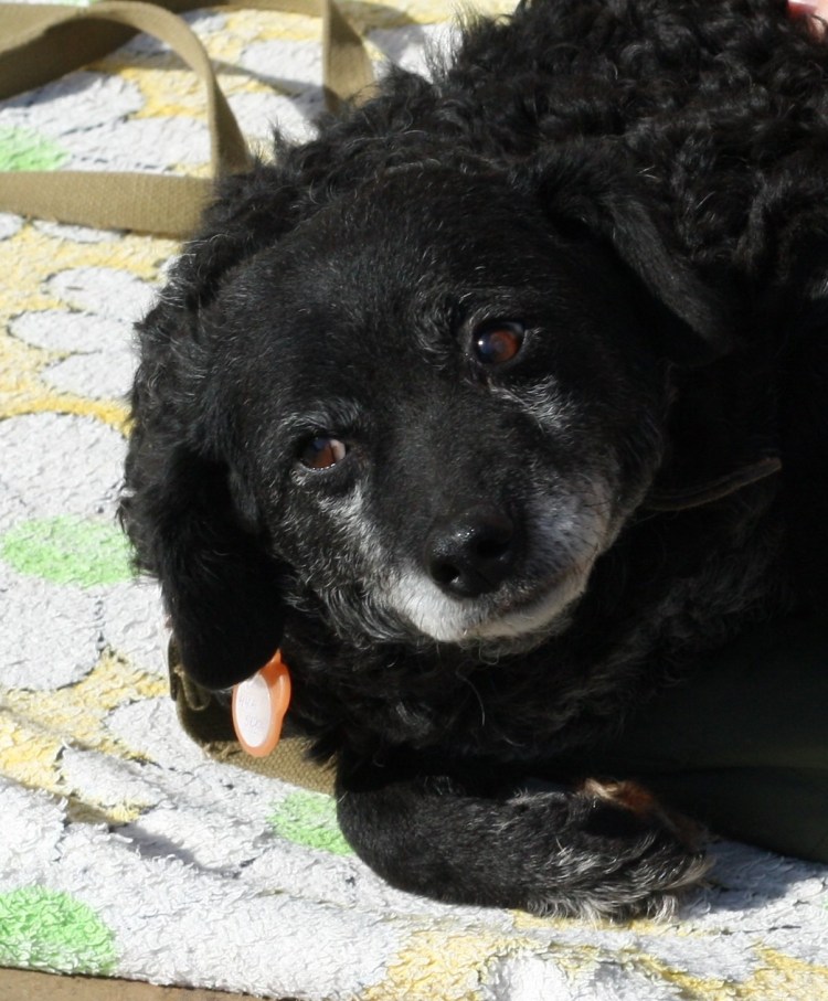 Той пудель и Бивер